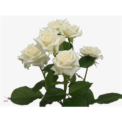 Rosa Tr Jeanine