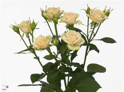 Rosa Tr Jelena