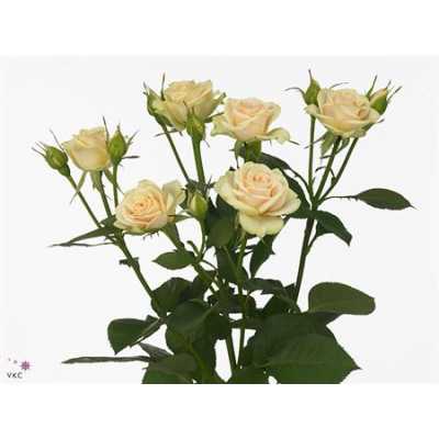 Rosa Tr Jelena