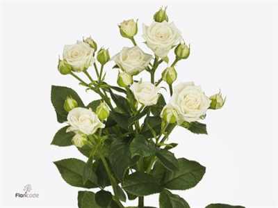 Rosa Tr Josephine
