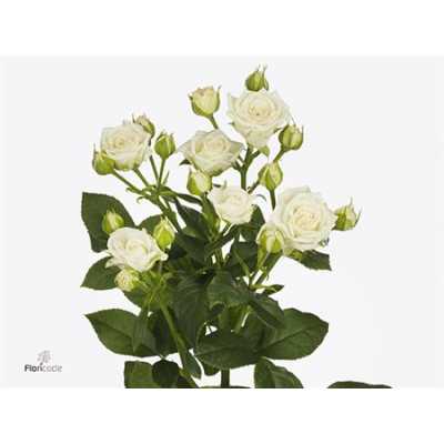 Rosa Tr Josephine