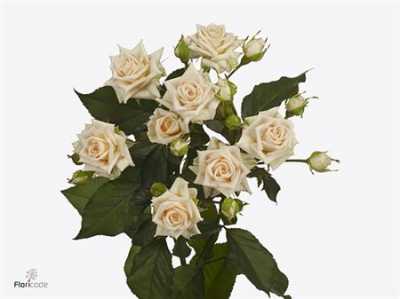 Rosa Tr Justine