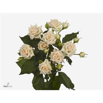 Rosa Tr Justine