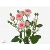 Rosa Tr Kate-lynn