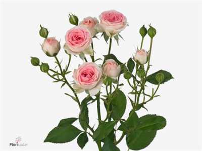 Rosa Tr Kate-lynn