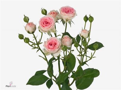 Rosa Tr Kate-lynn