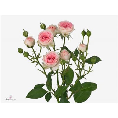 Rosa Tr Kate-lynn