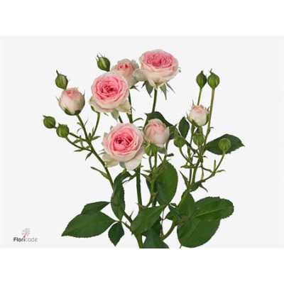 Rosa Tr Kate-lynn