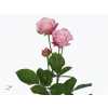 Rosa Tr Lady Bombastic Imp.