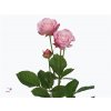 Rosa Tr Lady Bombastic Imp.