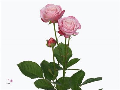 Rosa Tr Lady Bombastic Imp.