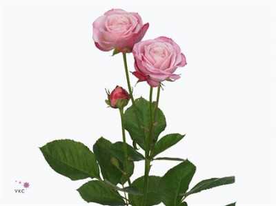 Rosa Tr Lady Bombastic Imp.