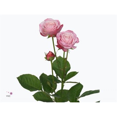 Rosa Tr Lady Bombastic Imp.