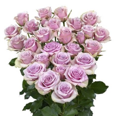 Rosa Tr Leila