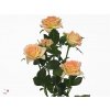 Rosa Tr Lenne