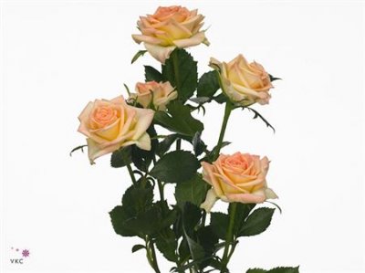 Rosa Tr Lenne