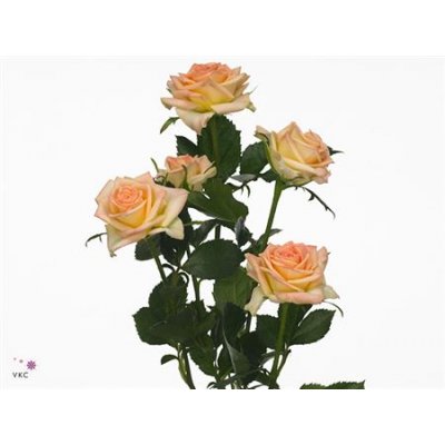Rosa Tr Lenne