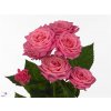 Rosa Tr Lianne
