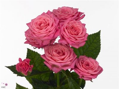 Rosa Tr Lianne
