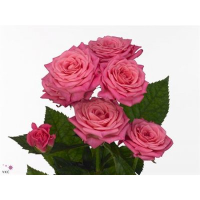 Rosa Tr Lianne