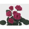 Rosa Tr Lovely Lydia