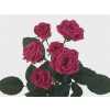 Rosa Tr Lovely Lydia