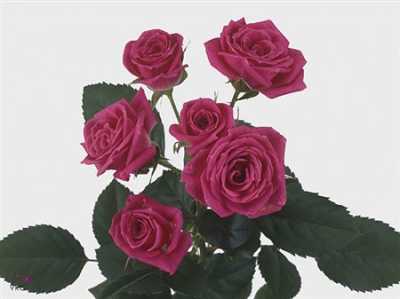 Rosa Tr Lovely Lydia