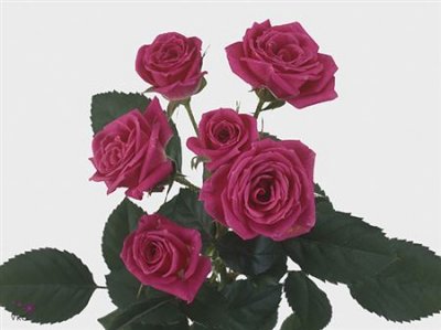 Rosa Tr Lovely Lydia