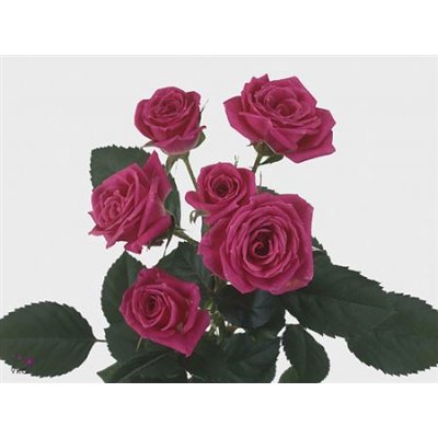 Rosa Tr Lovely Lydia