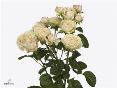 Rosa Tr Lovely Yo-yo