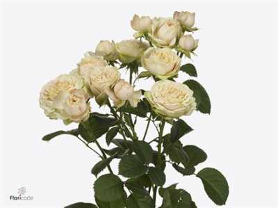 Rosa Tr Lovely Yo-yo