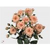 Rosa Tr Lydia Imp.