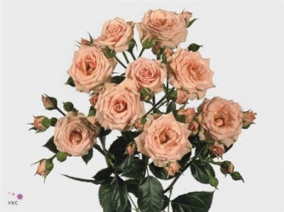 Rosa Tr Lydia Imp.