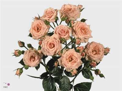 Rosa Tr Lydia Imp.
