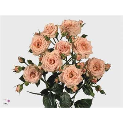 Rosa Tr Lydia Imp.