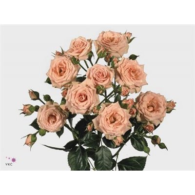 Rosa Tr Lydia Imp.