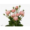 Rosa Tr Madam Bombastic