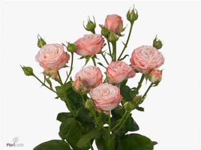 Rosa Tr Madam Bombastic