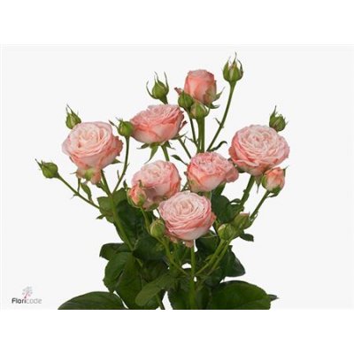 Rosa Tr Madam Bombastic