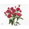 Rosa Tr Magic Pepita