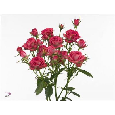 Rosa Tr Magic Pepita
