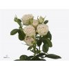 Rosa Tr Malaya Gem