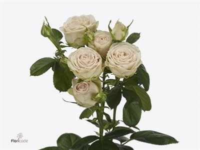 Rosa Tr Malaya Gem
