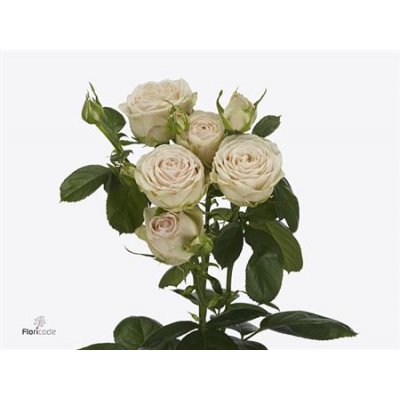 Rosa Tr Malaya Gem