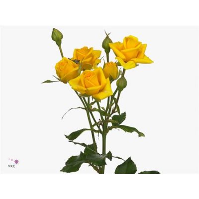 Rosa Tr Marisa