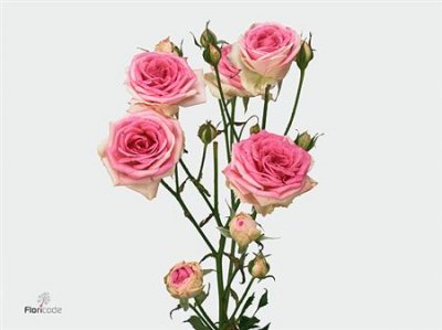 Rosa Tr Mimi Eden