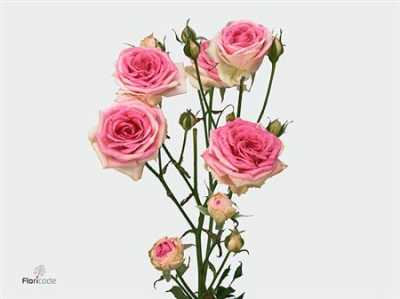 Rosa Tr Mimi Eden