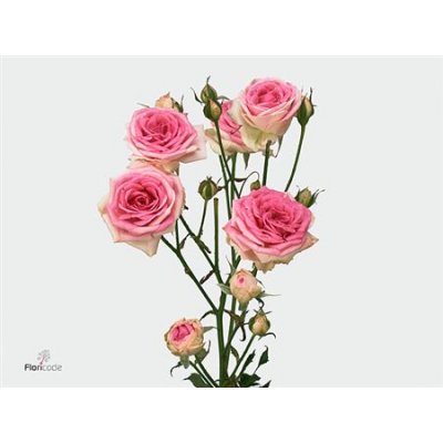 Rosa Tr Mimi Eden
