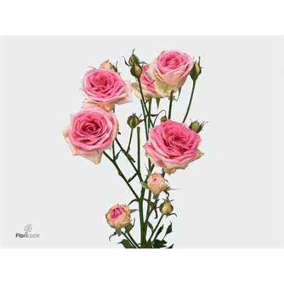 Rosa Tr Mimi Eden