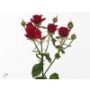 Rosa Tr Mirabel